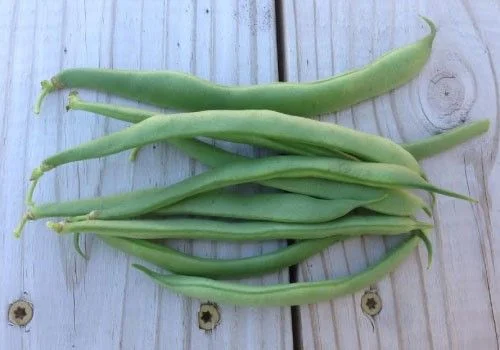 BEAN - GREENCROP