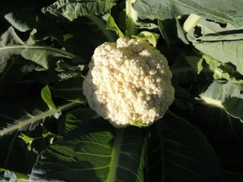 CAULIFLOWER SNOWBALL Y IMPROVED