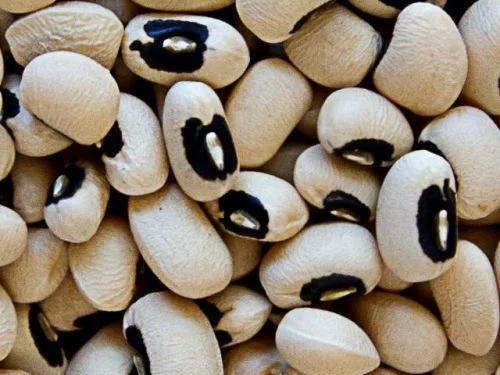 COWPEA CA BLACKEYE #5