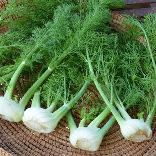 Fennel Florence Herb