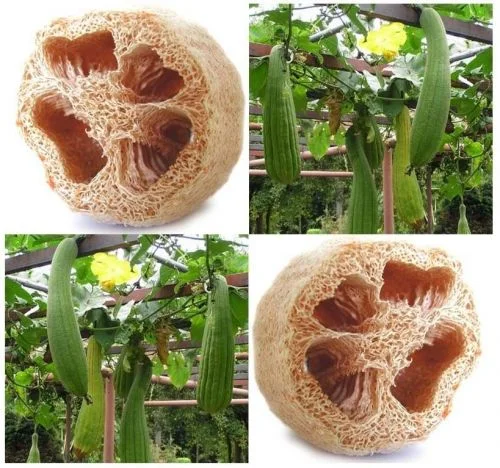 GOURD LUFFA