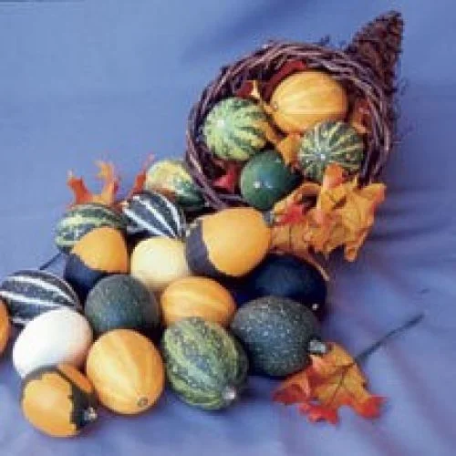 GOURD SMALL MIXED