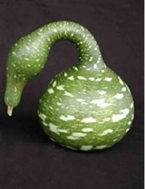 GOURD SPECKLED SWAN