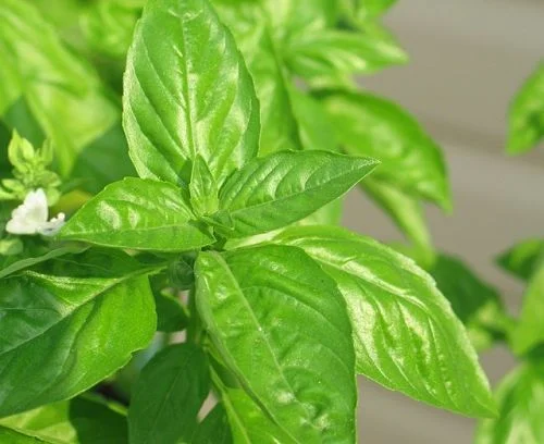 HERB BASIL SWEET