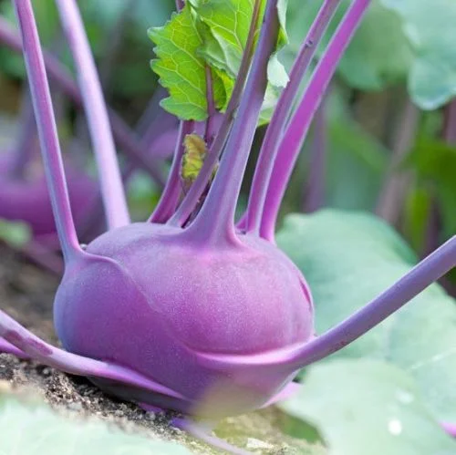 KOHLRABI PURPLE VIENNA