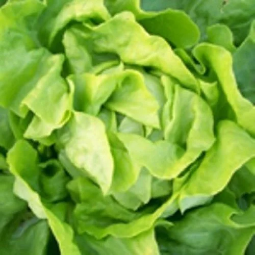 LETTUCE BIBB BUTTERHEAD