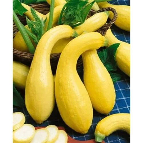 Early golden summer crookneck summer squash