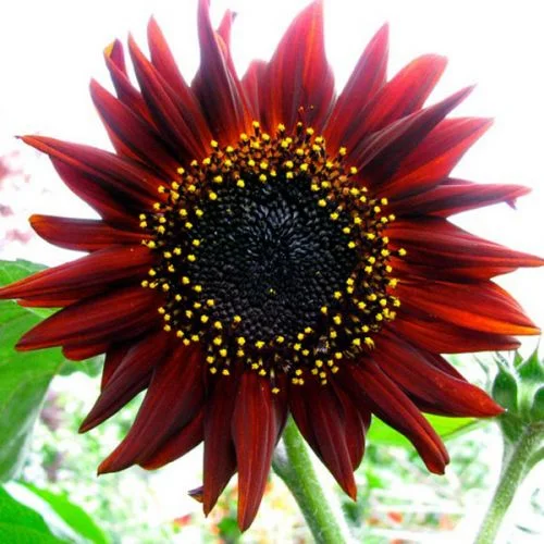 sunflower velvet queen