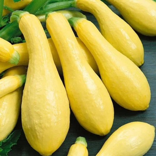 Early Prolific Straightneck Summer Squash