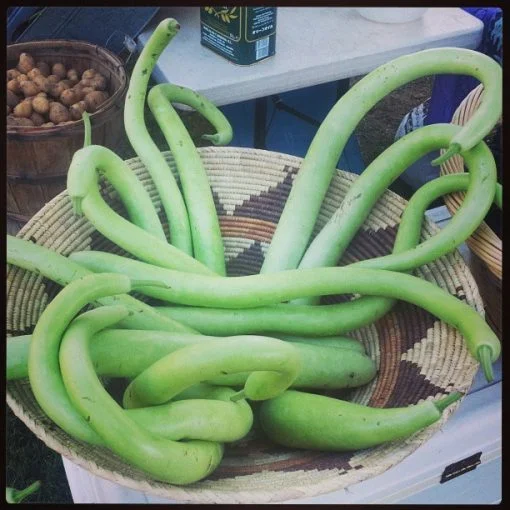 Cucuzi Gourd (Italian Edible Gourd)