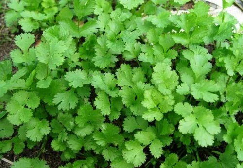 Coriander, Leisure (Cilantro or Chinese Parsley)