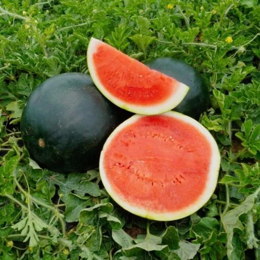 black-diamond-watermelon-seeds