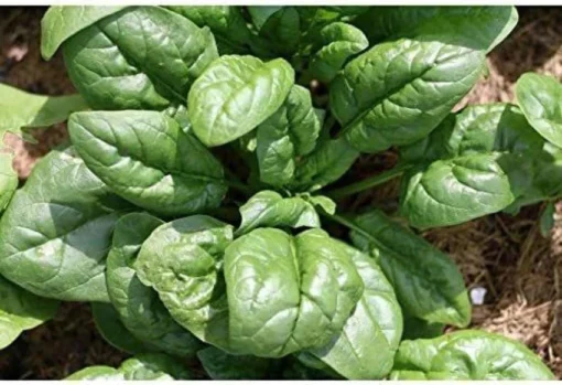 giant-noble-spinach-seeds