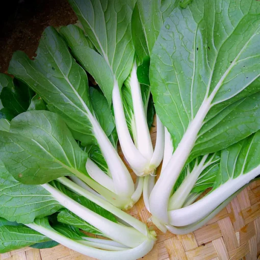 Pak Choy white stem seeds and plant