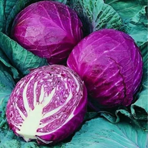 Red Acre Cabbage Seeds and Plant