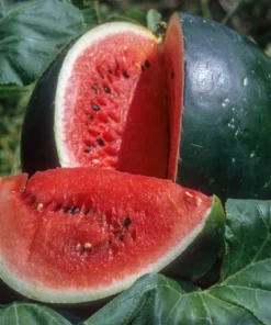 sugar-watermelon-seeds