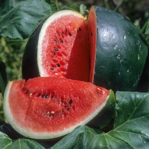 sugar-watermelon-seeds